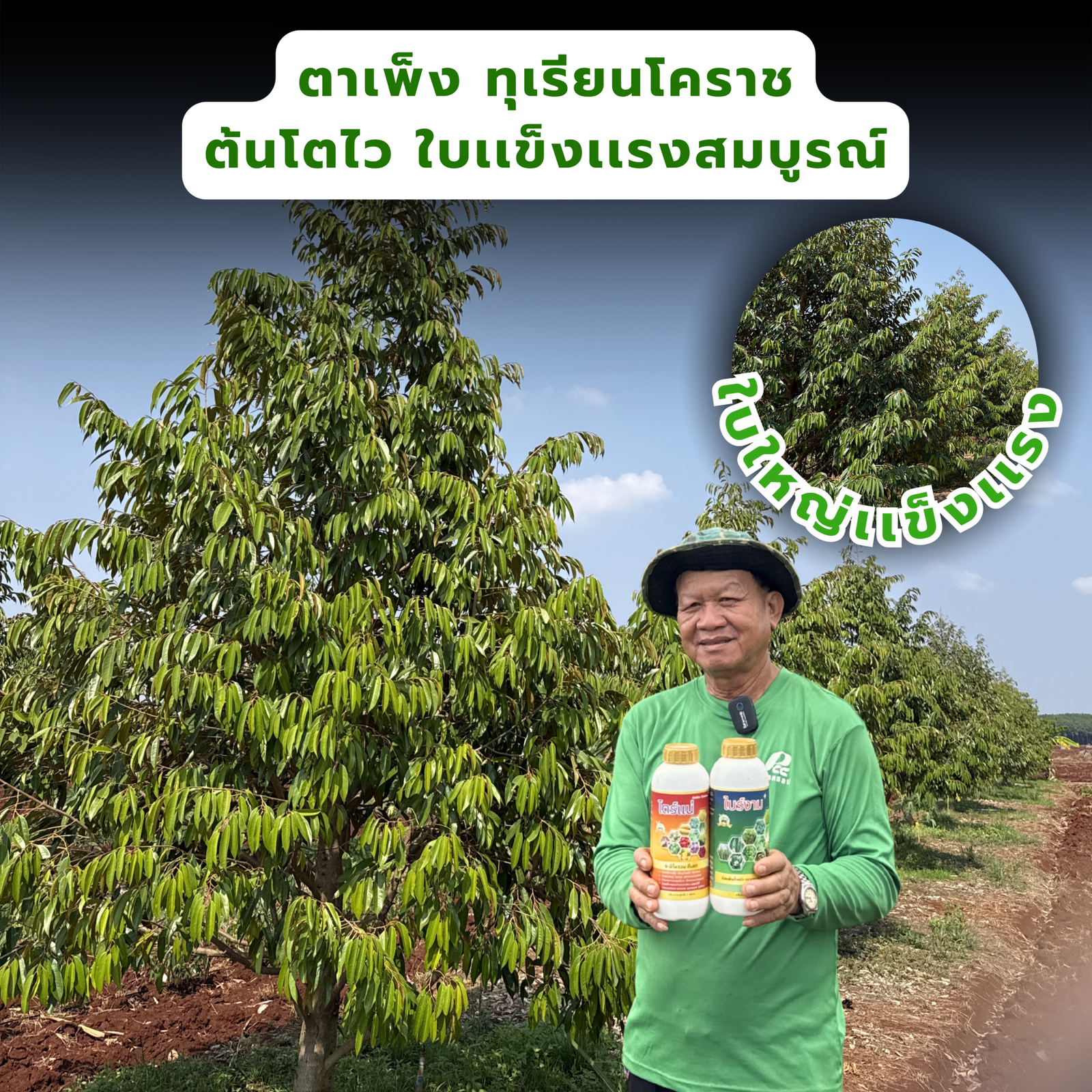 ตาเพ็ง ทุเรียนโคราช
